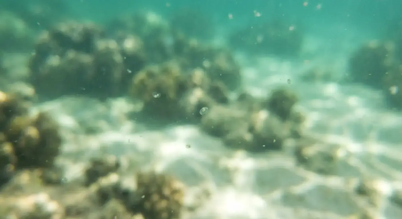A Seedbox Gives Baby Corals a Fighting Chance