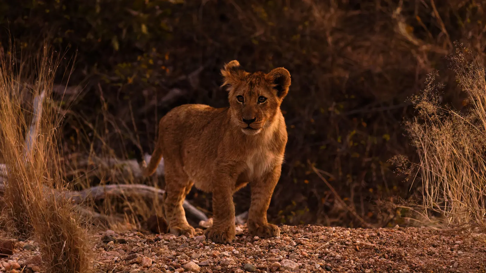 Lion Cub Rescue Tests the Limits of Observation